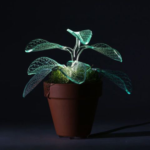 Here Come the Glow-in-the-Dark Houseplants