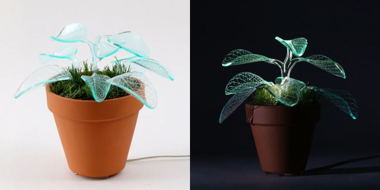 النباتات التي تشع في الليل : Landscape-1486144101-il-glow-in-the-dark-plant