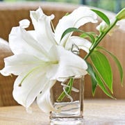 lily lily