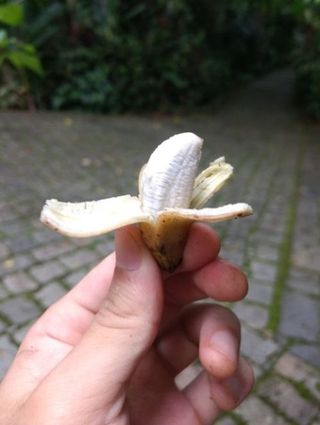 Musa Truly Tiny Banana Tree - Mini Banana Tree