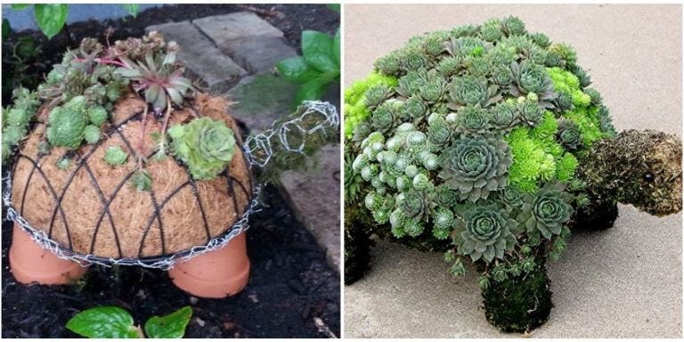Succulent Turtle Planter Adorable
