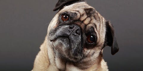 Your Dog Can Tell If Someone's a Bad Person