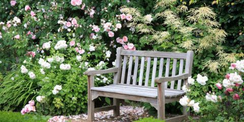 Plant, Shrub, Flower, Petal, Outdoor furniture, Furniture, Pink, Bench, Botany, Outdoor bench, 