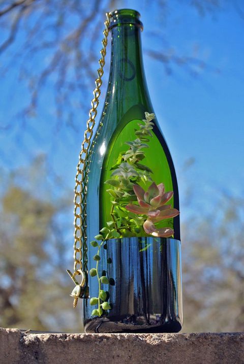 Bottle, Glass bottle, Wine bottle, Green, Glass, Drink, Tree, Tableware, Beer bottle, Drinkware, 
