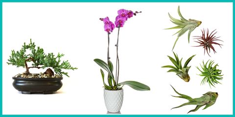 Plant, Flowerpot, Flower, Petal, Botany, Flowering plant, Terrestrial plant, Interior design, Purple, Magenta, 