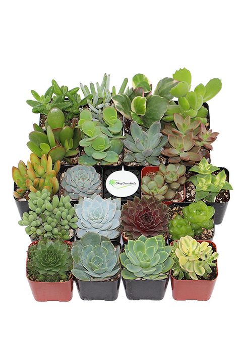 10 Plants You Can Buy on Amazon - Shop for Houseplants and Succulents ...