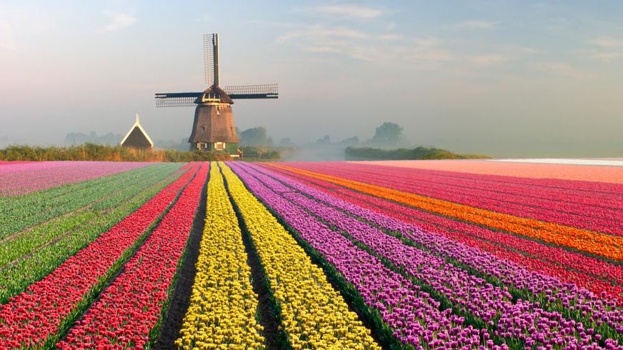 Tulip Fields In Europe Beautiful