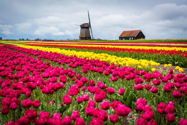 Tulip Fields In Europe - Beautiful Photos Of Tulip Fields