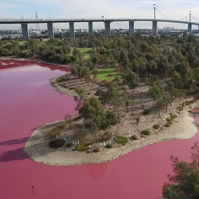 Westgate Park pink lake in Melbourne, Australia