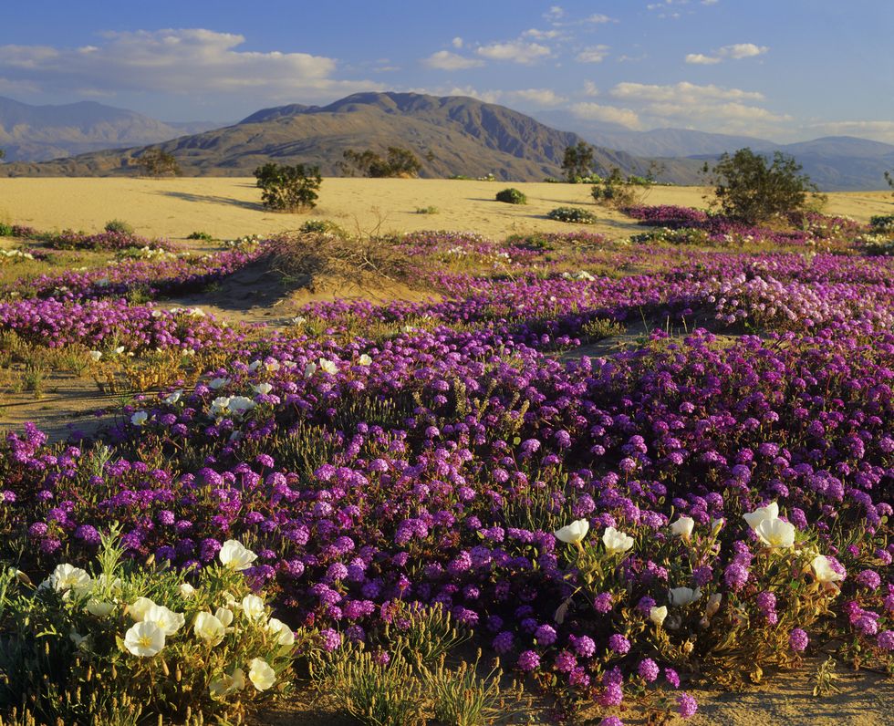 Flower, Purple, Plant, Lavender, Wildflower, Wilderness, Sky, Spring, Violet, Flowering plant, 
