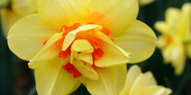 Flower, Flowering plant, Petal, Yellow, Plant, Orange, Close-up, Botany, Narcissus, Spring, 