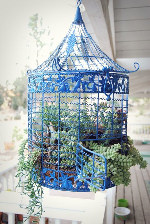 Blue, Majorelle blue, Botany, Cage, Plant, Flower, Architecture, Glass, Garden, Gazebo, 