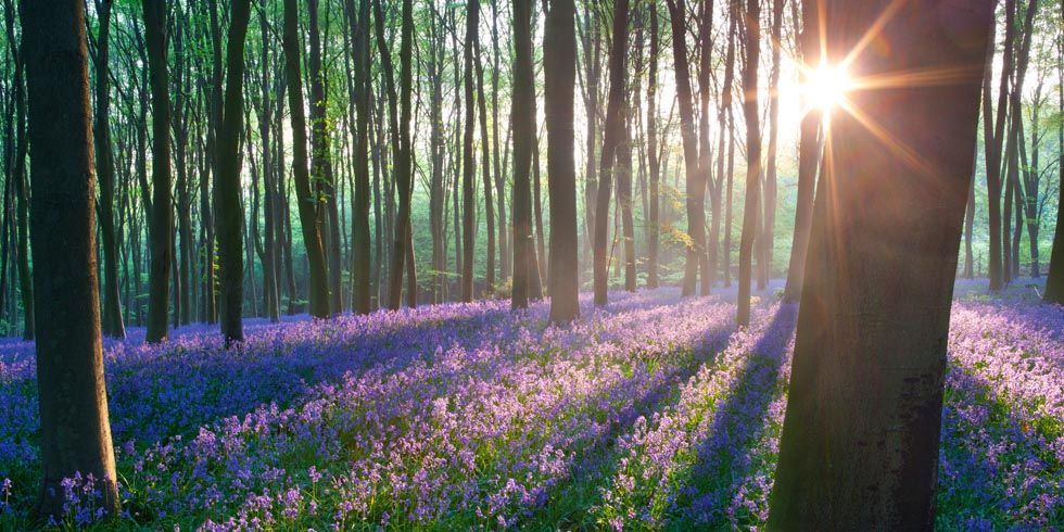 Bluebell Forest In Europe Bluebell Forest Blooming