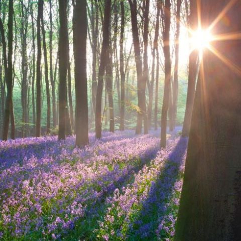 bluebell forest