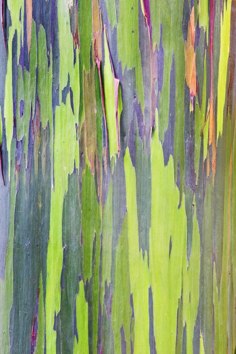 Rainbow Eucalyptus Tree - Most Colorful Trees