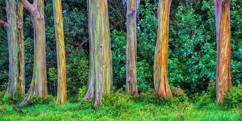 Rainbow Eucalyptus Tree Most Colorful Trees Rainbow Eucalyptus