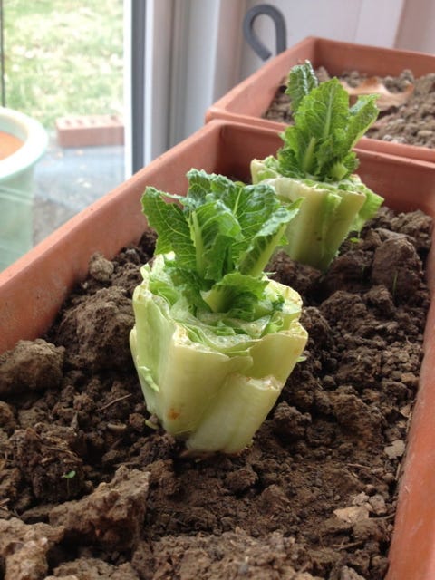 15 Vegetables You Can Regrow How To Grow Out Of 15 Vegetables You Can Regrow How To Grow Out Of