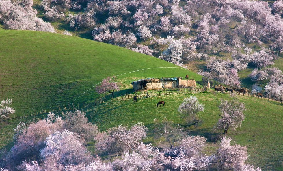 apricot valley