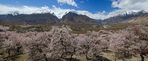 apricot valley in china