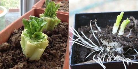 15 Vegetables You Can Regrow How To Grow Out Of Ss Image