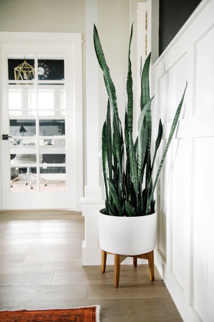 Tall House Plant