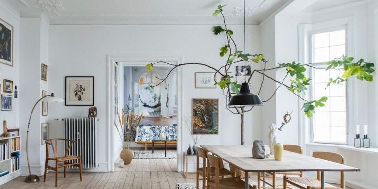 Oversized House Plants - Large Indoor Plants Oversized House Plants - Large Indoor Plants