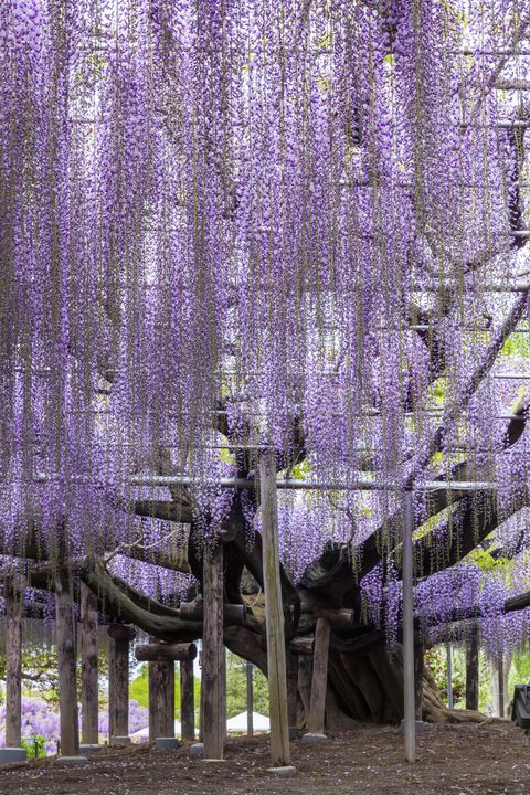 Purple, Tree, Lavender, Wisteria, Violet, Plant, Spring, Woodland, Flower, Forest, 