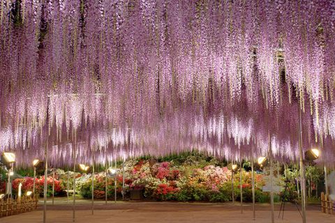 Purple, Lavender, Violet, Garden, Decoration, Street light, Water feature, Landscape lighting, Landscaping, Botanical garden, 