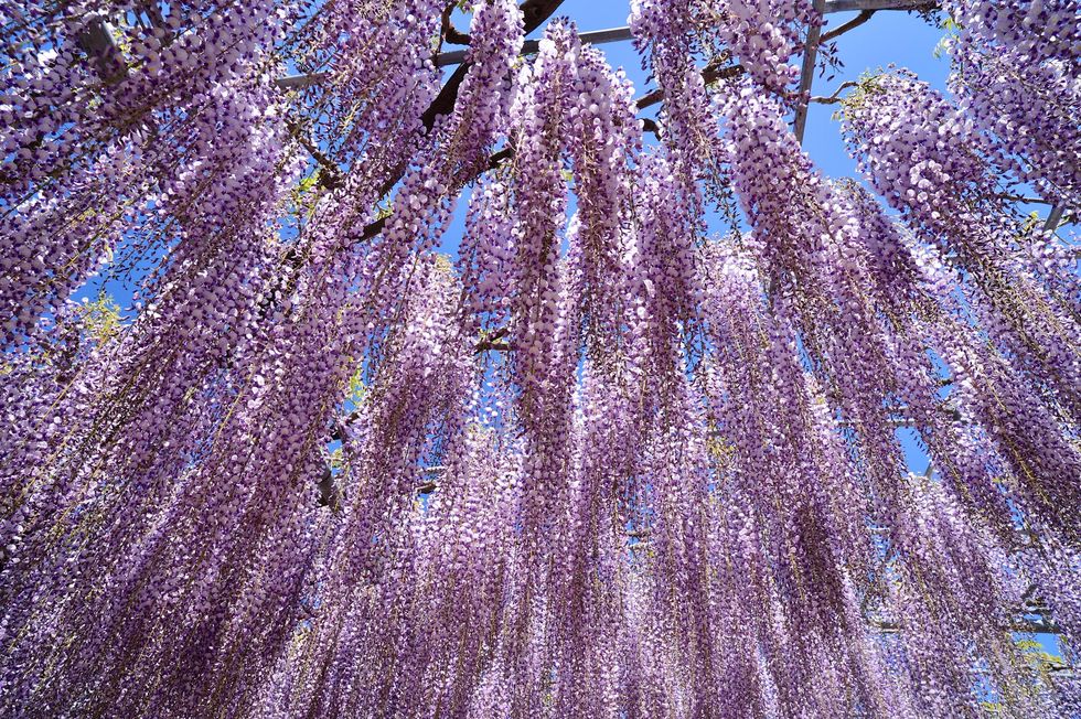 Lavender, Purple, Wisteria, Tree, Violet, Plant, Flower, Lilac, Spring, Lavender, 