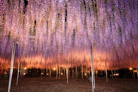 Purple, Tree, Fountain, Light, Sky, Night, Water, Water feature, Plant, World, 