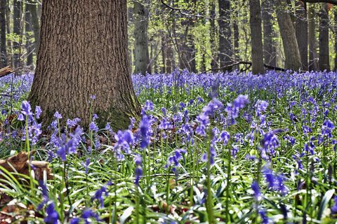 Flower, Plant, Blue, Woodland, Lavender, Purple, Natural environment, Forest, Flowering plant, Natural landscape, 