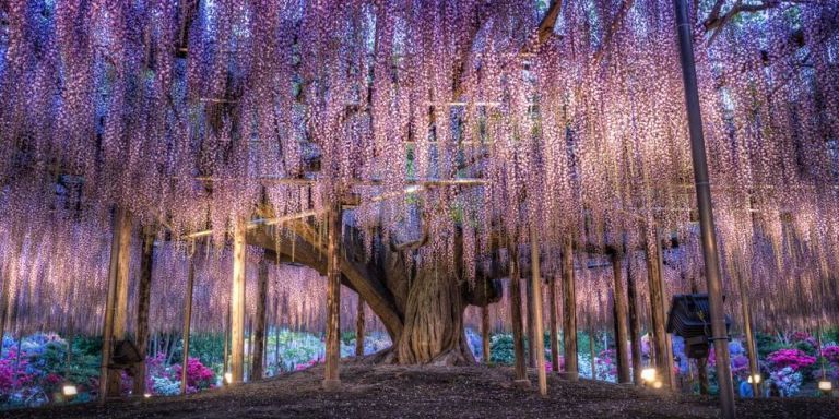 Ashikaga Flower Park - Wisteria Destinations in Japan