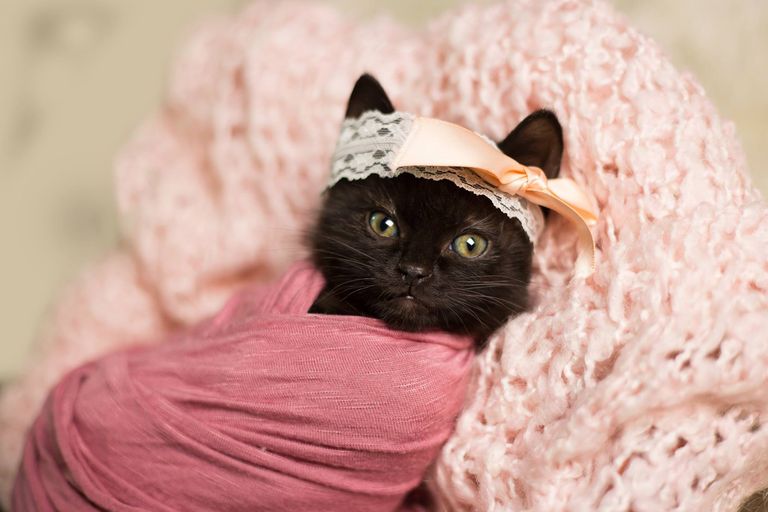 This Newborn Kitten Photo Shoot is Super Sweet - This Newborn Kitten ...