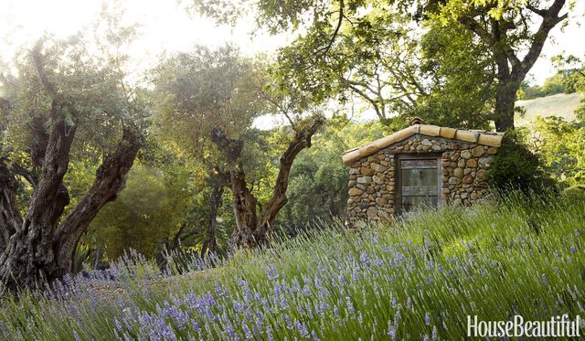 potting shed in lavender field