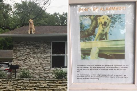 doggie on the roof