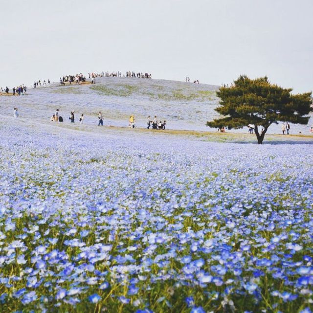 blue flower bloom in Japan