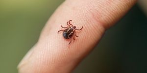 Insect, Pest, Finger, Invertebrate, Skin, Parasite, Membrane-winged insect, Hand, Close-up, Tick, 
