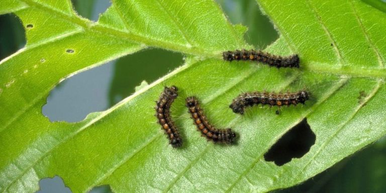 gypsy-moth-caterpillars