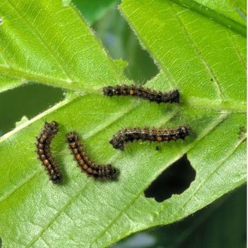 gypsy moth caterpillar rash