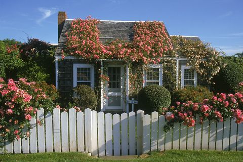 Shrub, Window, Property, House, Picket fence, Flower, Home fencing, Real estate, Home, Residential area, 