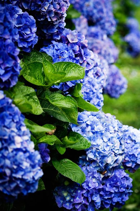 Flower, Flowering plant, Blue, Plant, Hydrangeaceae, Purple, Hydrangea, Lilac, Violet, Botany, 