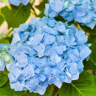 Blue, Flower, Leaf, Annual plant, Hydrangeaceae, Hydrangea, Cornales, california lilac, Viburnum, Moschatel family, 