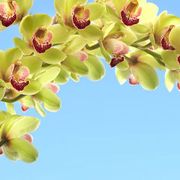 Flowering plant, Flower, moth orchid, Plant, Yellow, Branch, Petal, Spring, Botany, Orchid, 