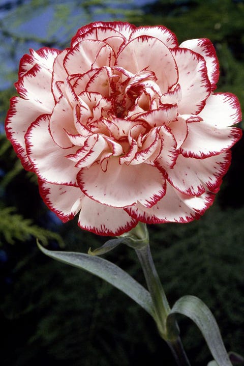What Does Your Birth Flower Say About You Your Birth Flower Could Be More Accurate Than Your Horoscope What Does Your Birth Flower Say About You Your Birth Flower Could Be More Accurate Than Your Horoscope