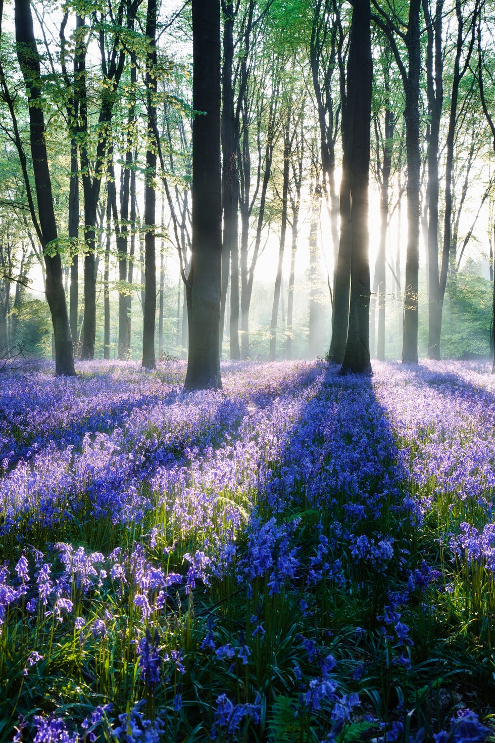Bluebell Ormanı bluebell ormanı