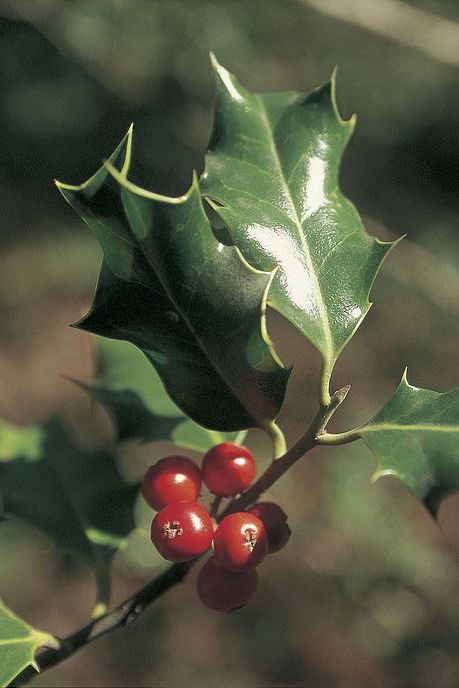 Leaf, Woody plant, Botany, Terrestrial plant, American holly, Fruit tree, Produce, Fruit, Macro photography, Natural foods, 