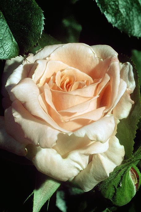 Petal, Flower, Garden roses, Rose family, Flowering plant, Botany, Rose order, Peach, Hybrid tea rose, Rose, 