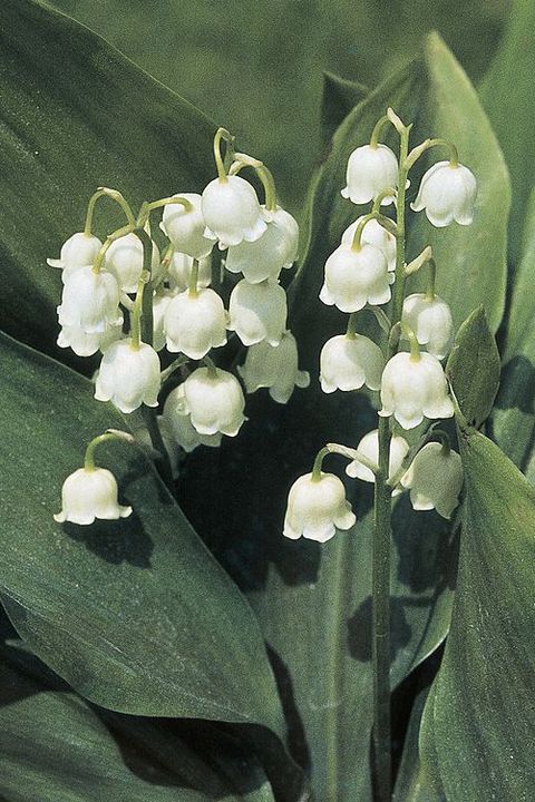 Lily of the valley, Flower, Flowering plant, Petal, Terrestrial plant, Perennial plant, Orchid, Pittosporaceae, Menispermaceae, 
