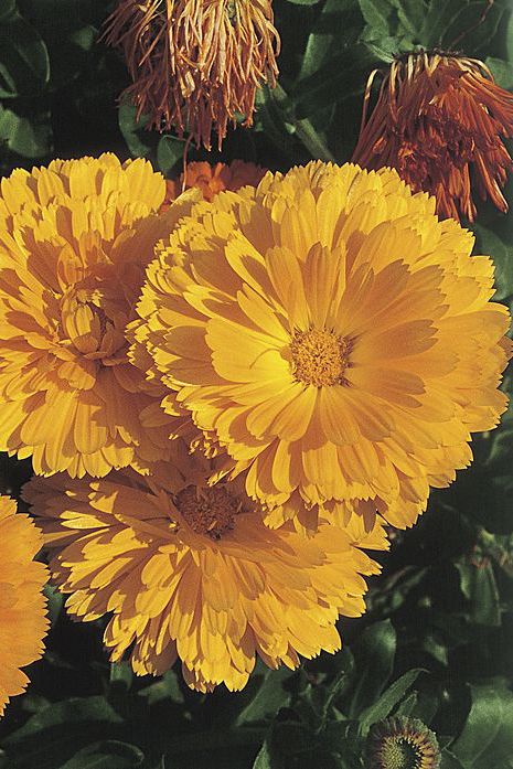 Flower, Flowering plant, Yellow, Plant, Petal, english marigold, Botany, Annual plant, Tagetes, Calendula, 