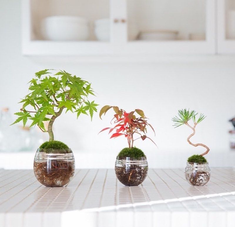 Aqua Bonsai Is The Coolest Gardening Trend Right Now Underwater Plants And Hydroponics